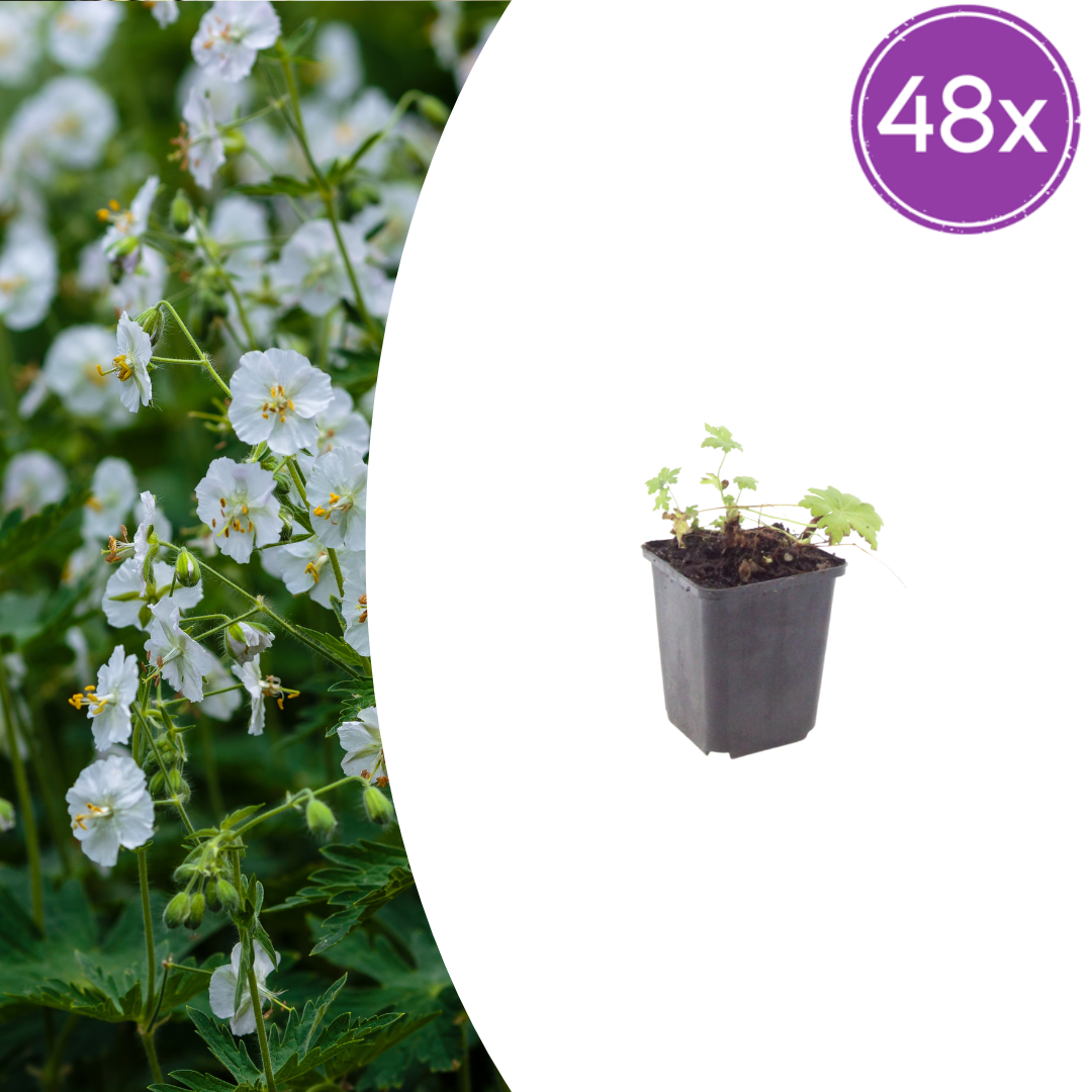 Geranium macrorrhizum 'White Ness' (cranesbill) – 48 plants, Ø9 cm, 10–25 cm high