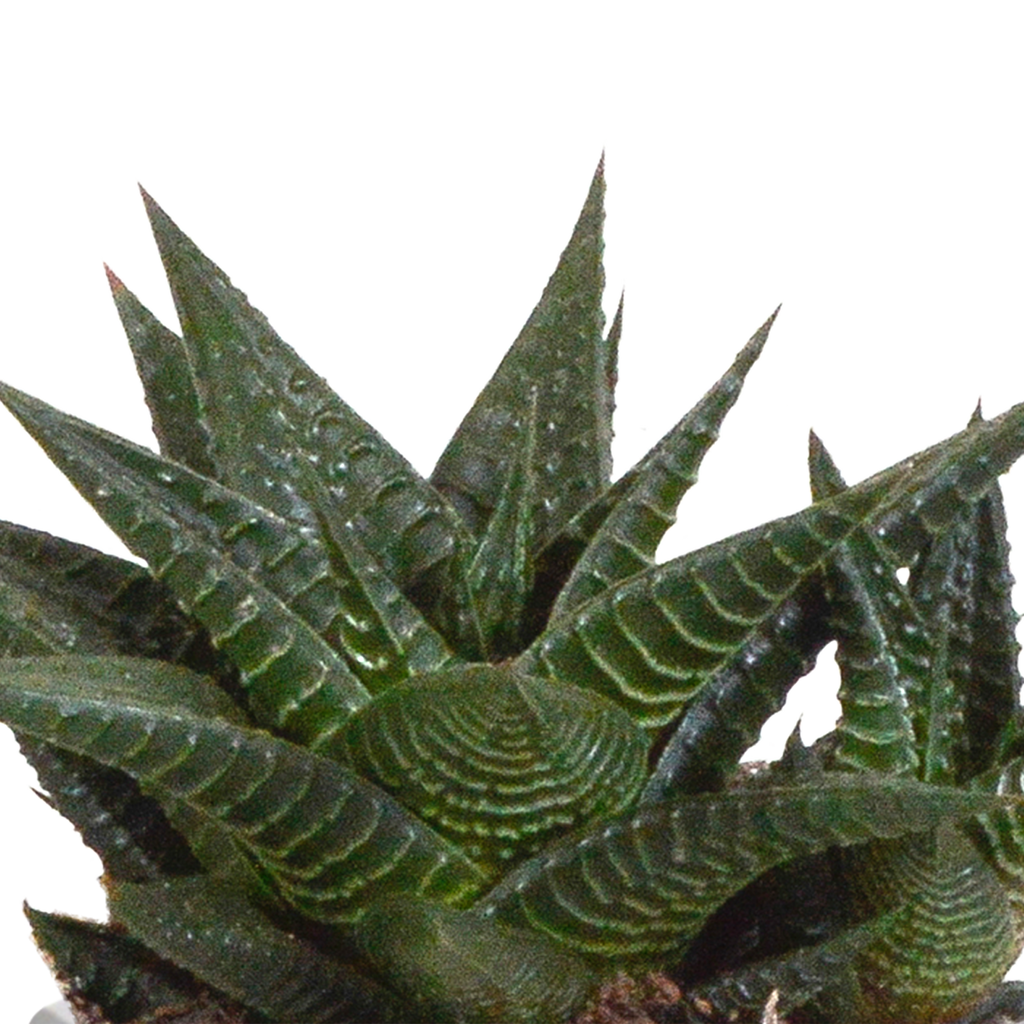 Gasteria/Haworthia mix in terracotta pot – Ø9 cm, 18 cm hoog