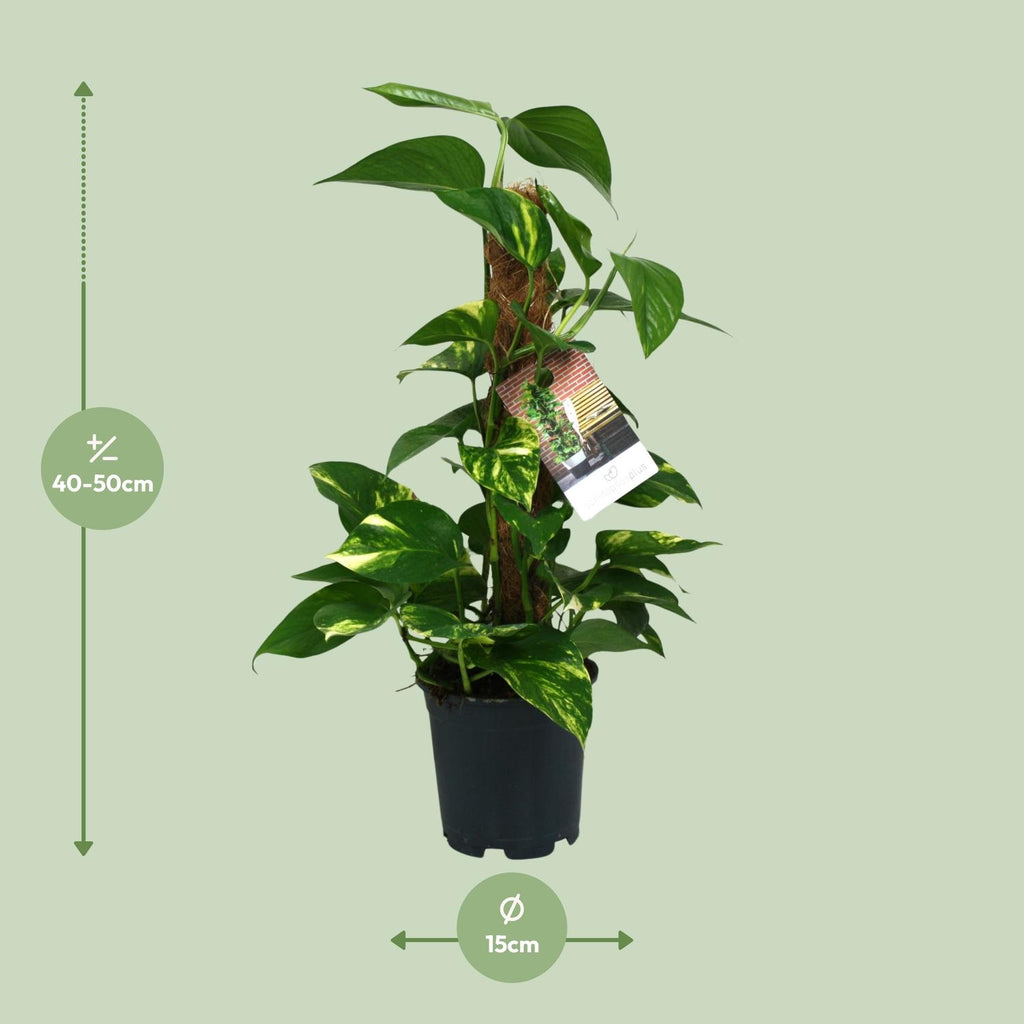 Scindapsus Epipremnum – Ø15 cm, 50 cm hoog