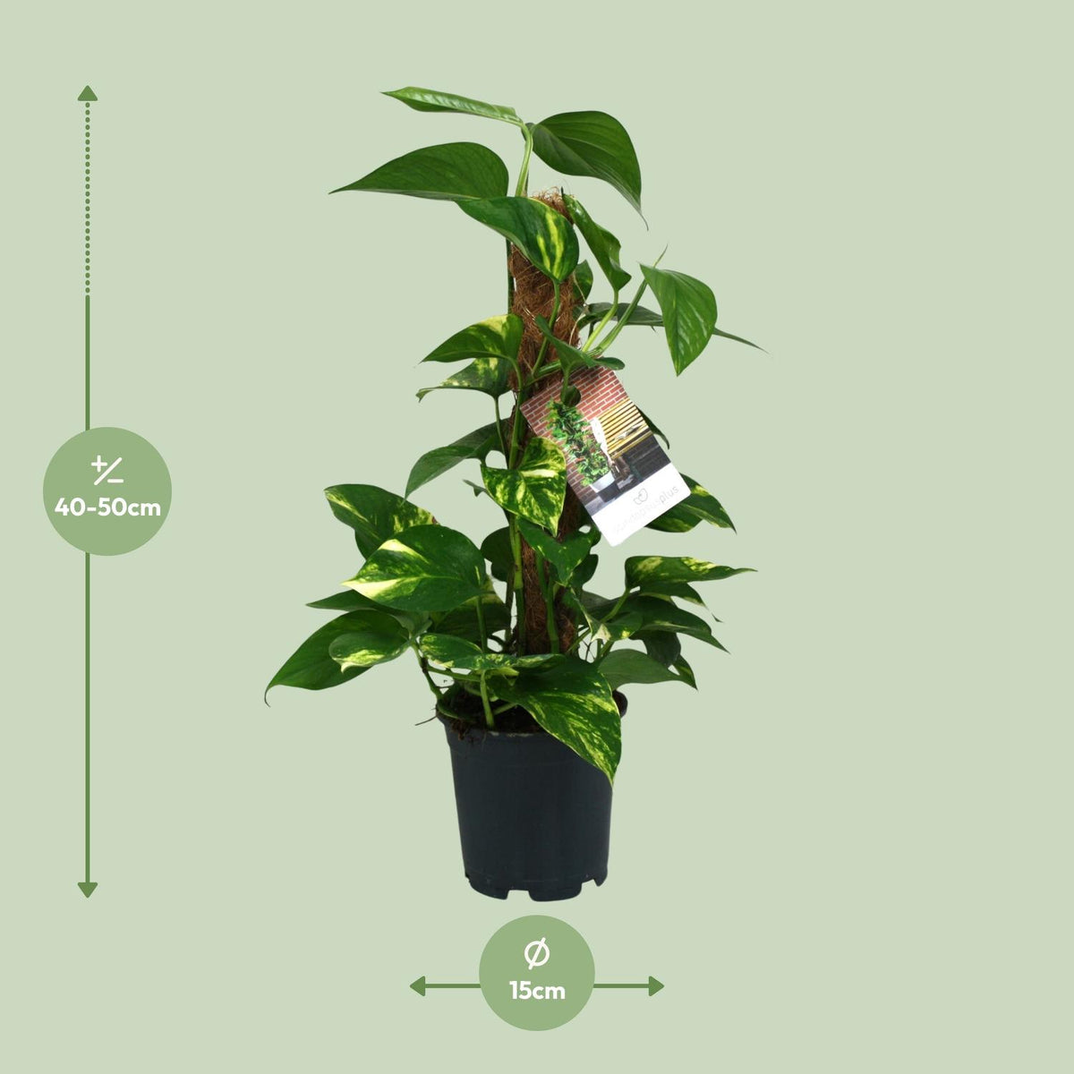 Scindapsus Epipremnum – Ø15 cm, 50 cm hoog