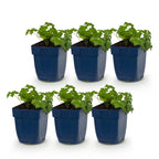 Géranium cantabrigiense 'Cambridge' (griffe de sorcière) – rose clair – 6 plantes, Ø11 cm, 15–25 cm de haut