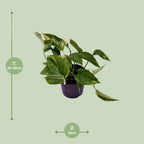 Epipremnum (scindapsus) – Ø12 cm, 25 cm hoch – aureum