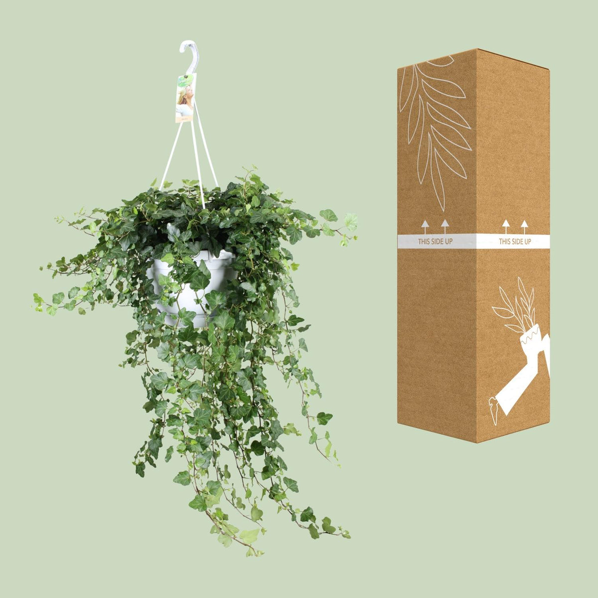Hedera Wonder Green (klimop) – Ø24 cm, 70 cm hoog – foto 3