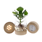 Clusia In Kingston Glas – Ø12 cm, 30 cm høj
