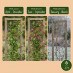 Lonicera henryi (chèvrefeuille de Henry) – jaune-rouge – 2 plantes, Ø9 cm, 35 cm de haut