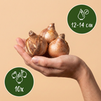 Mélange de jonquilles doubles – 10 bulbes (calibre 12/14)