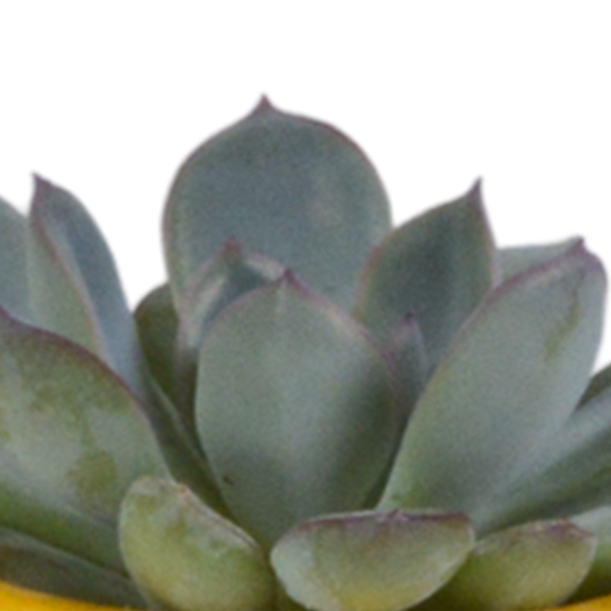 Sukkulenten – Ø 6 cm, 13 cm hoch