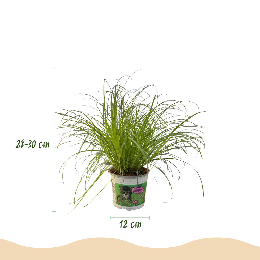 Cyperus alternifolius Zumula (cyperusgras) – Ø12 cm, 20 cm hoog