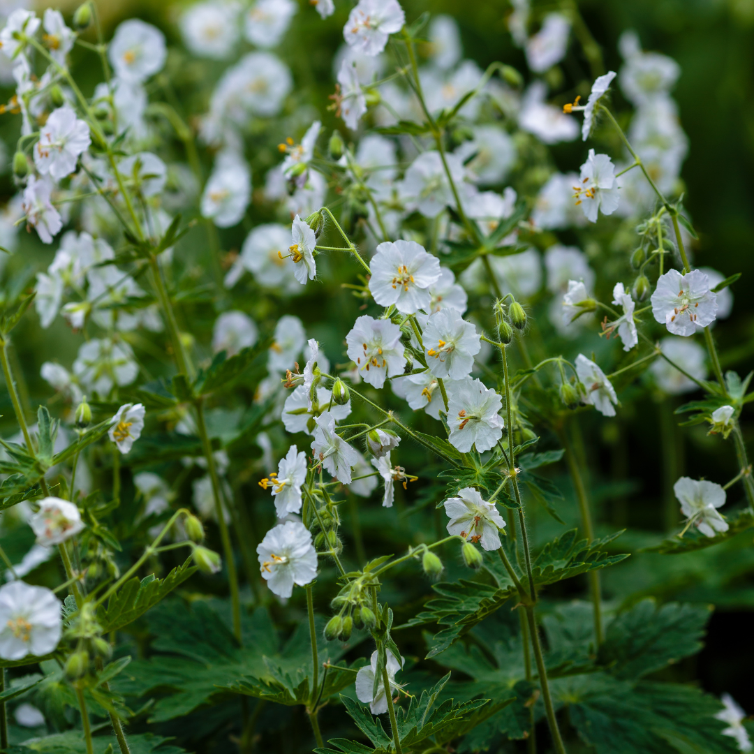 Géranium macrorrhizum 'White Ness' (géranium vivace) – 12 plants, Ø9 cm, 10–25 cm de haut – photo 7