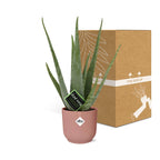 Aloe Vera 12cm in ELHO Vibes Fold 14cm roze – 40 cm hoog