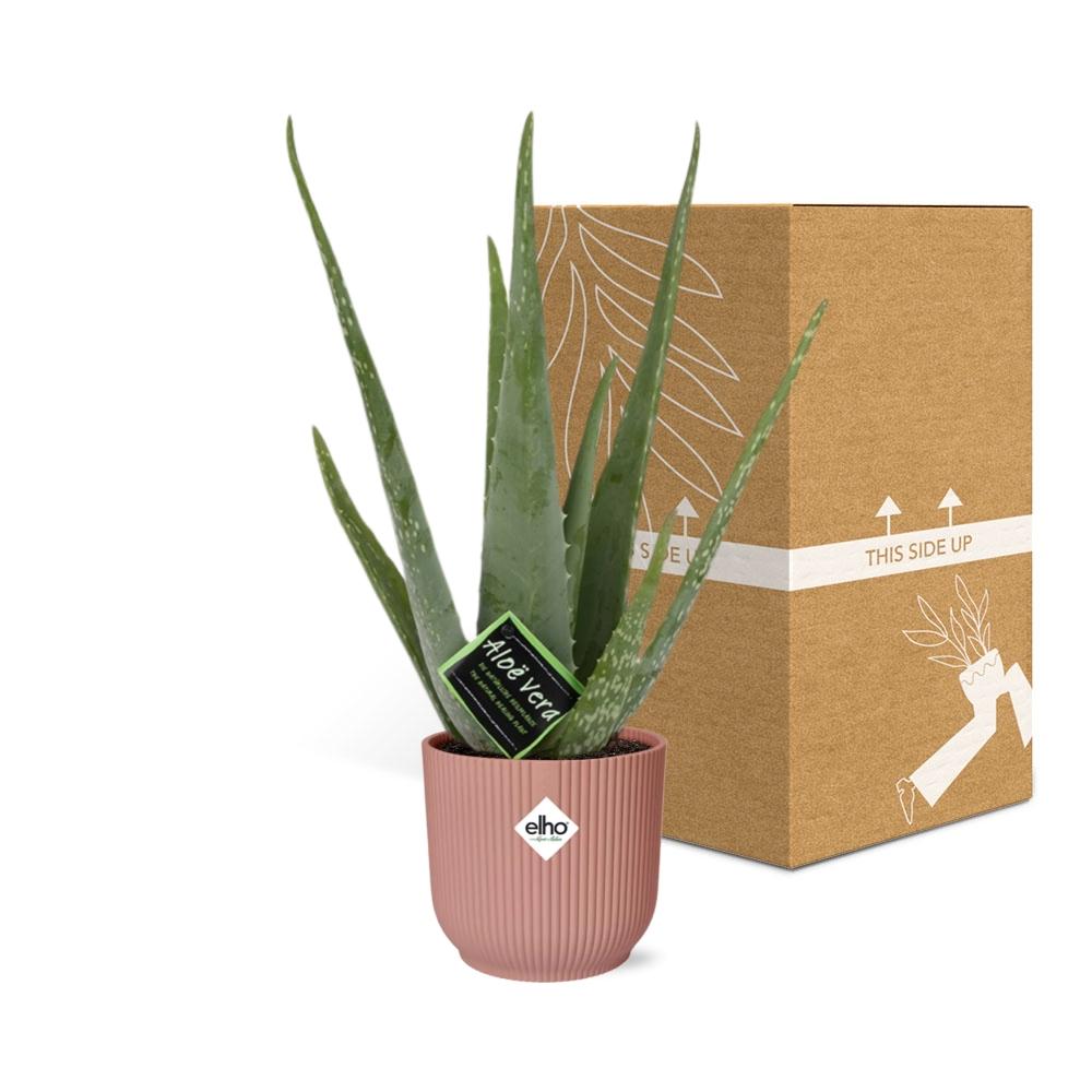 Aloe Vera 12cm in ELHO Vibes Fold 14cm roze – 40 cm hoog
