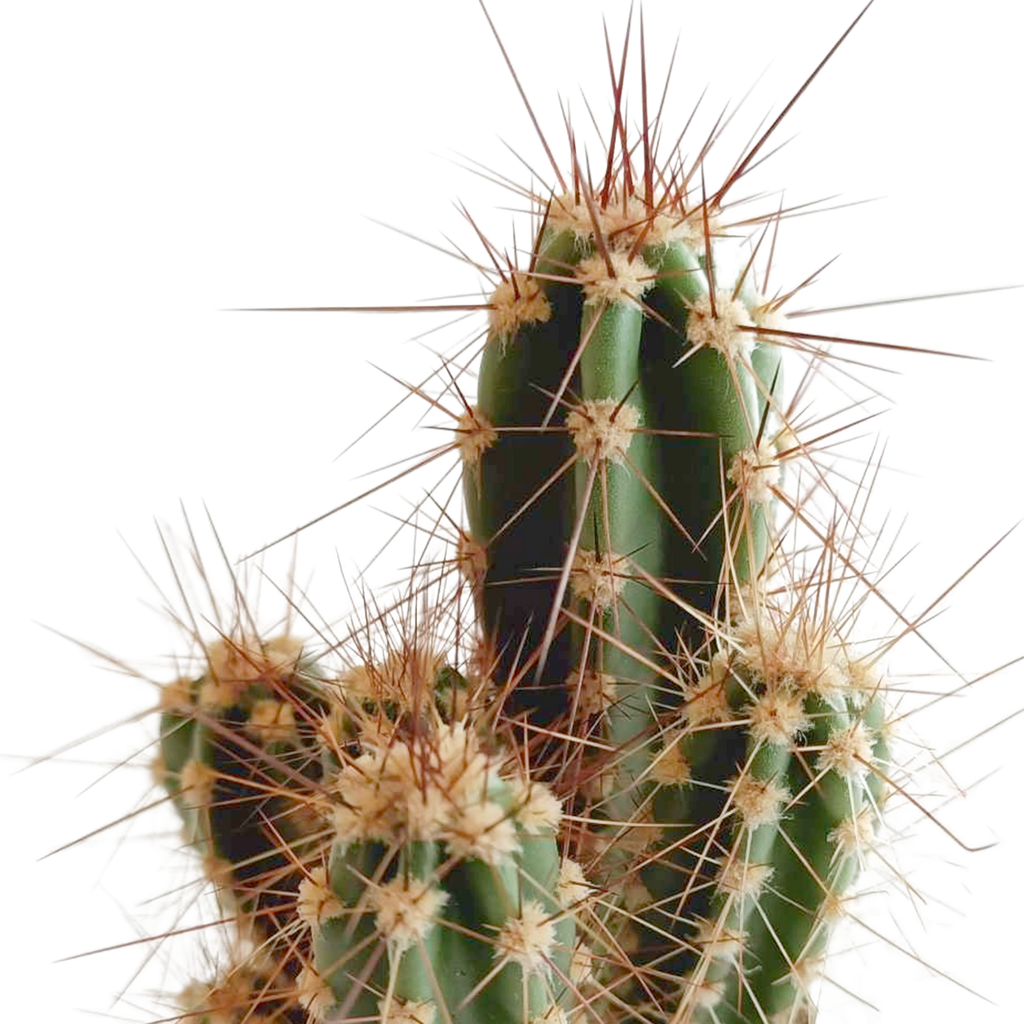 Kaktusmix (Cactaceae) – Ø6 cm, 13 cm høj