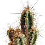 Kaktusmix (Cactaceae) – Ø6 cm, 13 cm høj