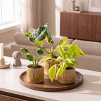 3× Baby Plants Tropical Mix incl. Linnea Honey – Ø6 cm, 10–15 cm tall
