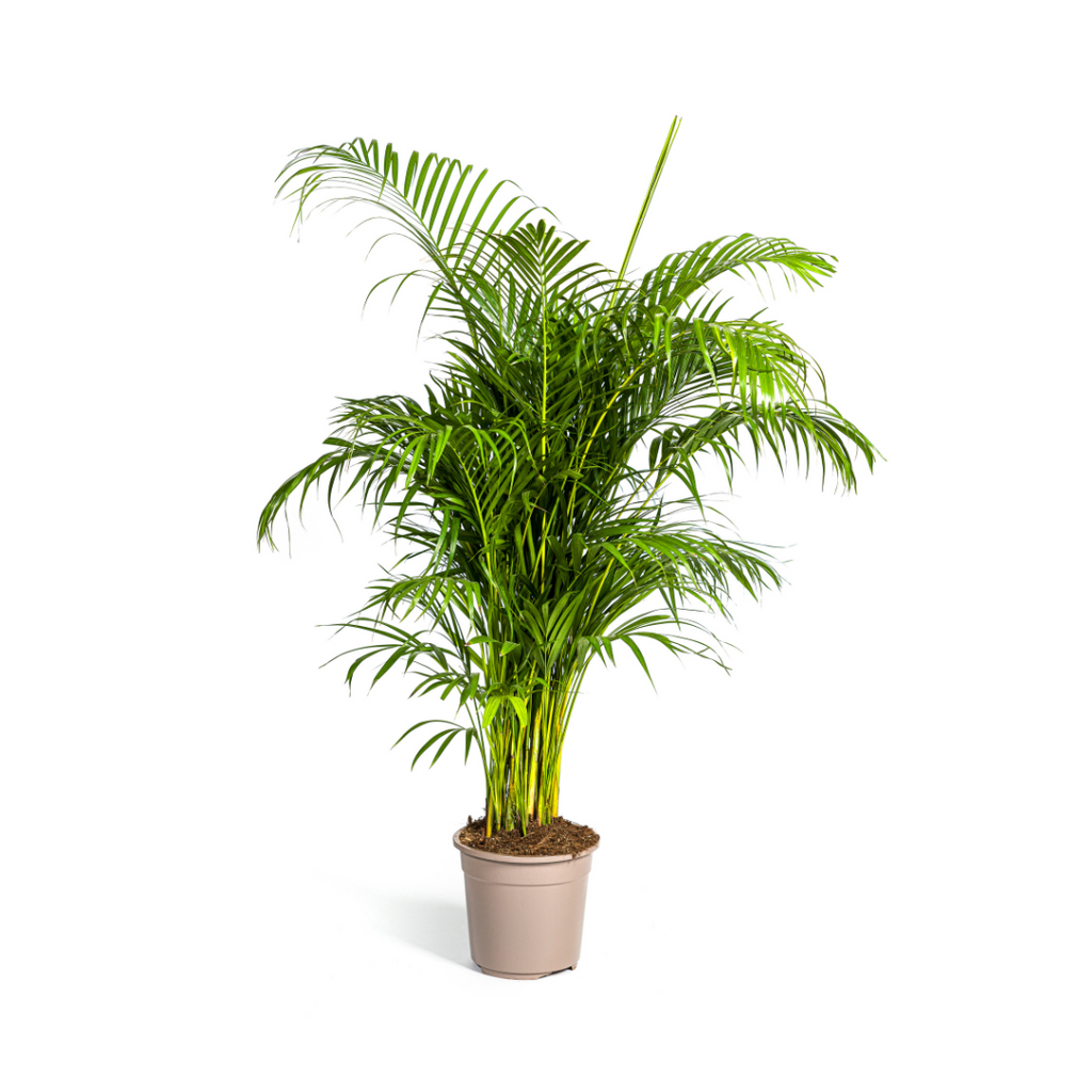 Dypsis Areca lutescens (goudpalm) – Ø27 cm, 150–170 cm hoog