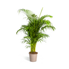 Dypsis Areca lutescens (goudpalm) – Ø27 cm, 150–170 cm hoog
