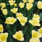 Tulpe 'World Friendship' – 20 Blumenzwiebeln (Zwiebelgröße 11/12)