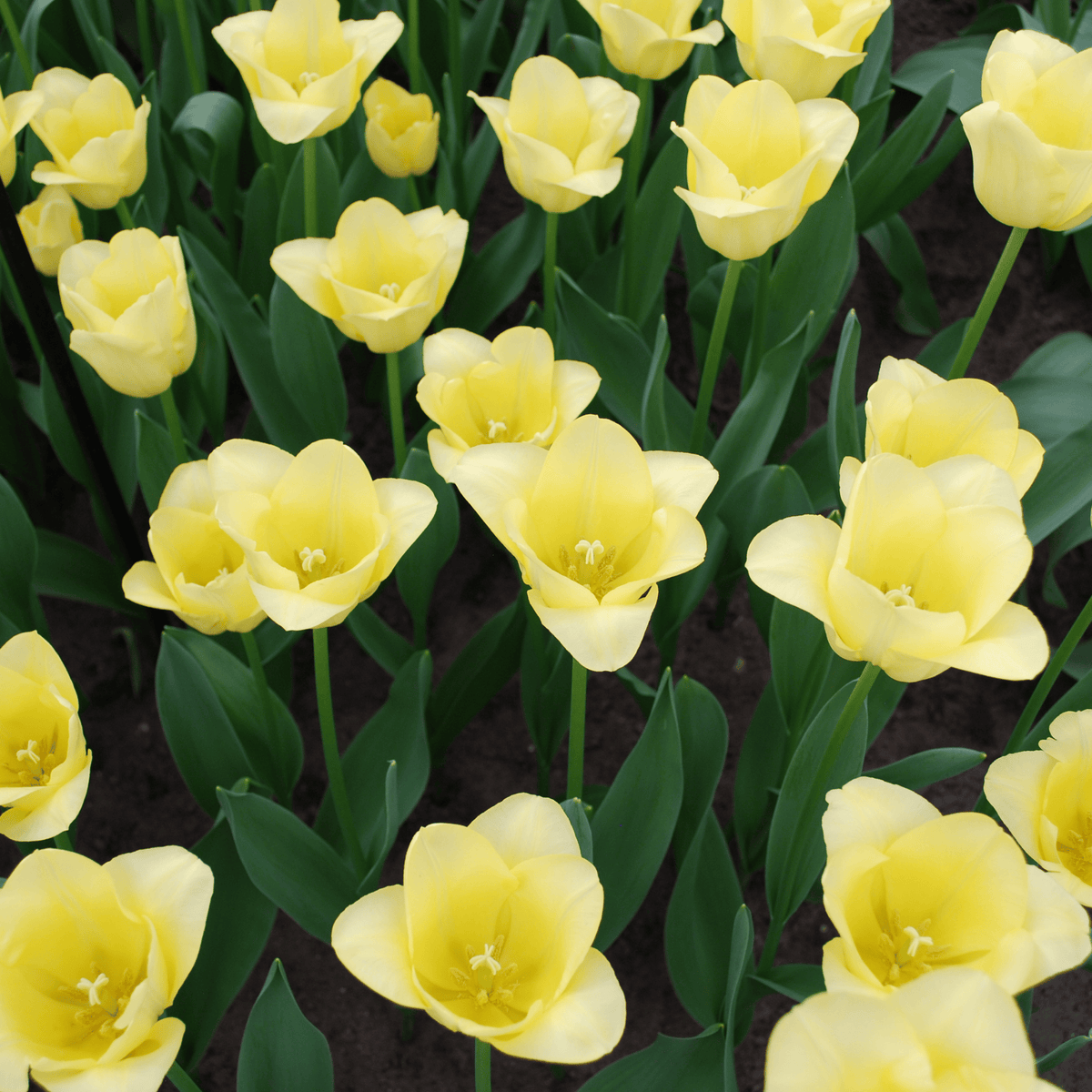 Tulpe 'World Friendship' – 20 Blumenzwiebeln (Zwiebelgröße 11/12)