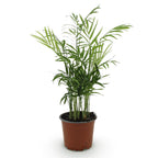 Goudpalm (Dypsis) – Ø12 cm, 15 cm hoog