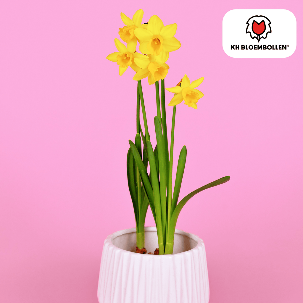 Narcis 'Tête-à-Tête' – 25 blomsterløg