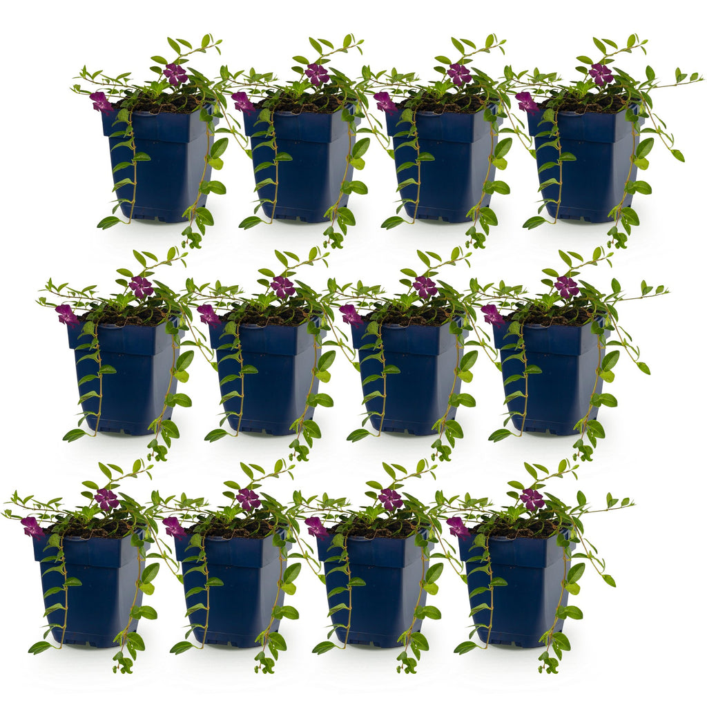 Vinca minor 'Atropurpurea' (maagdenpalm) – paars – 12 planten, Ø11 cm, 15–25 cm hoog – foto 2