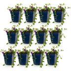 Vinca minor 'Atropurpurea' (maagdenpalm) – paars – 12 planten, Ø11 cm, 15–25 cm hoog