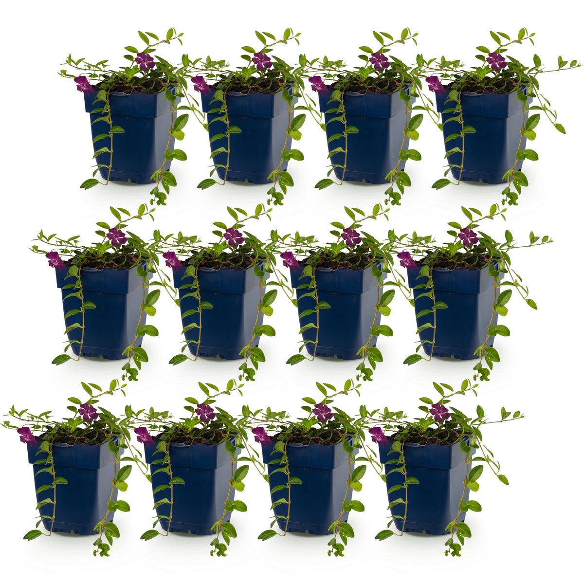 Vinca minor 'Atropurpurea' (maagdenpalm) – paars – 12 planten, Ø11 cm, 15–25 cm hoog – foto 2