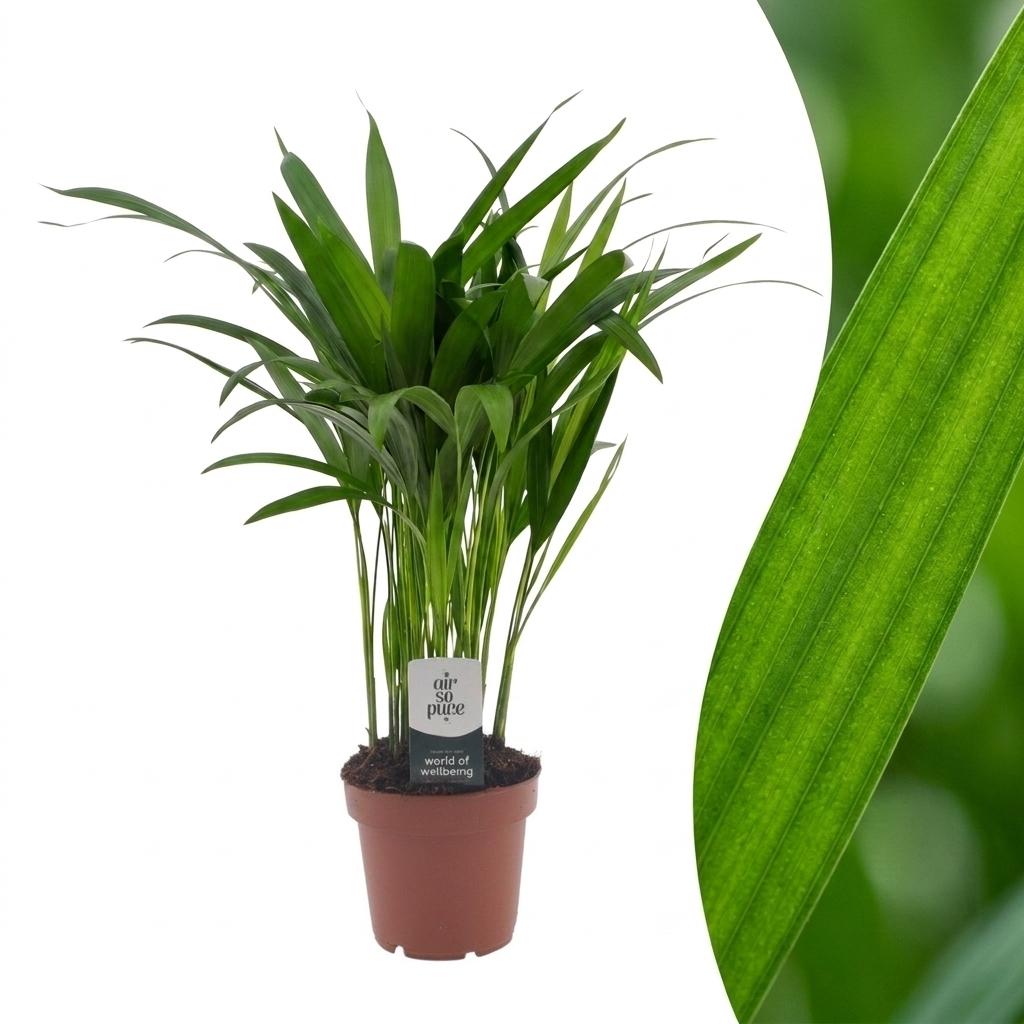 Areca lutescens (Dypsis) – Ø12 cm, 45 cm de haut