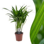 Areca lutescens (Dypsis) – Ø12 cm, 45 cm de haut
