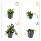 Ajuga reptans (creeping bugleweed) – 60 plants, Ø9 cm, 10–25 cm high
