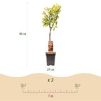 Prunus domestica 'Victoria' (Pflaumenbaum) – Ø 21 cm, 90 cm hoch