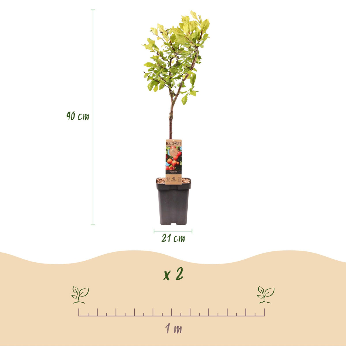 Prunus domestica 'Victoria' (Pflaumenbaum) – Ø 21 cm, 90 cm hoch – Bild 3