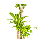 Dracaena fragrans Massangeana (arbre du dragon) – Ø24 cm, 130–150 cm de haut