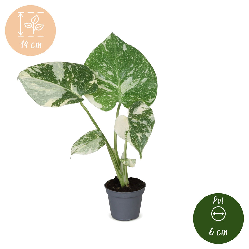 Monstera Thai Constellation (plante percée) – Ø6 cm, 14 cm de haut