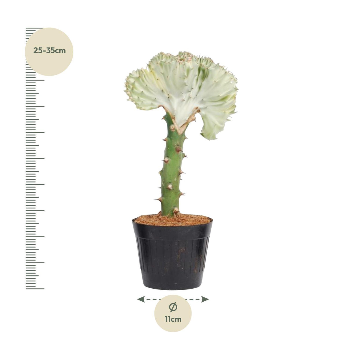 Euphorbe lactea Cristata blanc - 30 cm - ø10,5