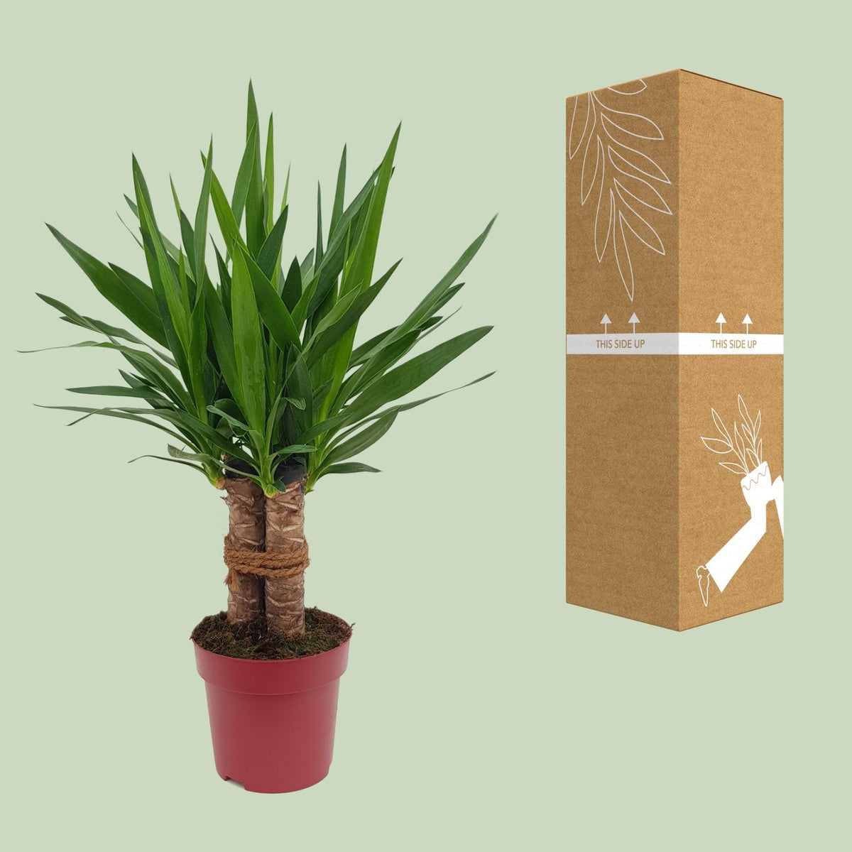 Yucca "Tres Cañas" 30 Stamm – Ø19 cm, 70 cm hoch