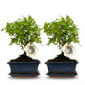 2× Plantenmix – 25–30 cm hoog