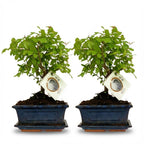 2× Plantenmix – 25–30 cm hoog