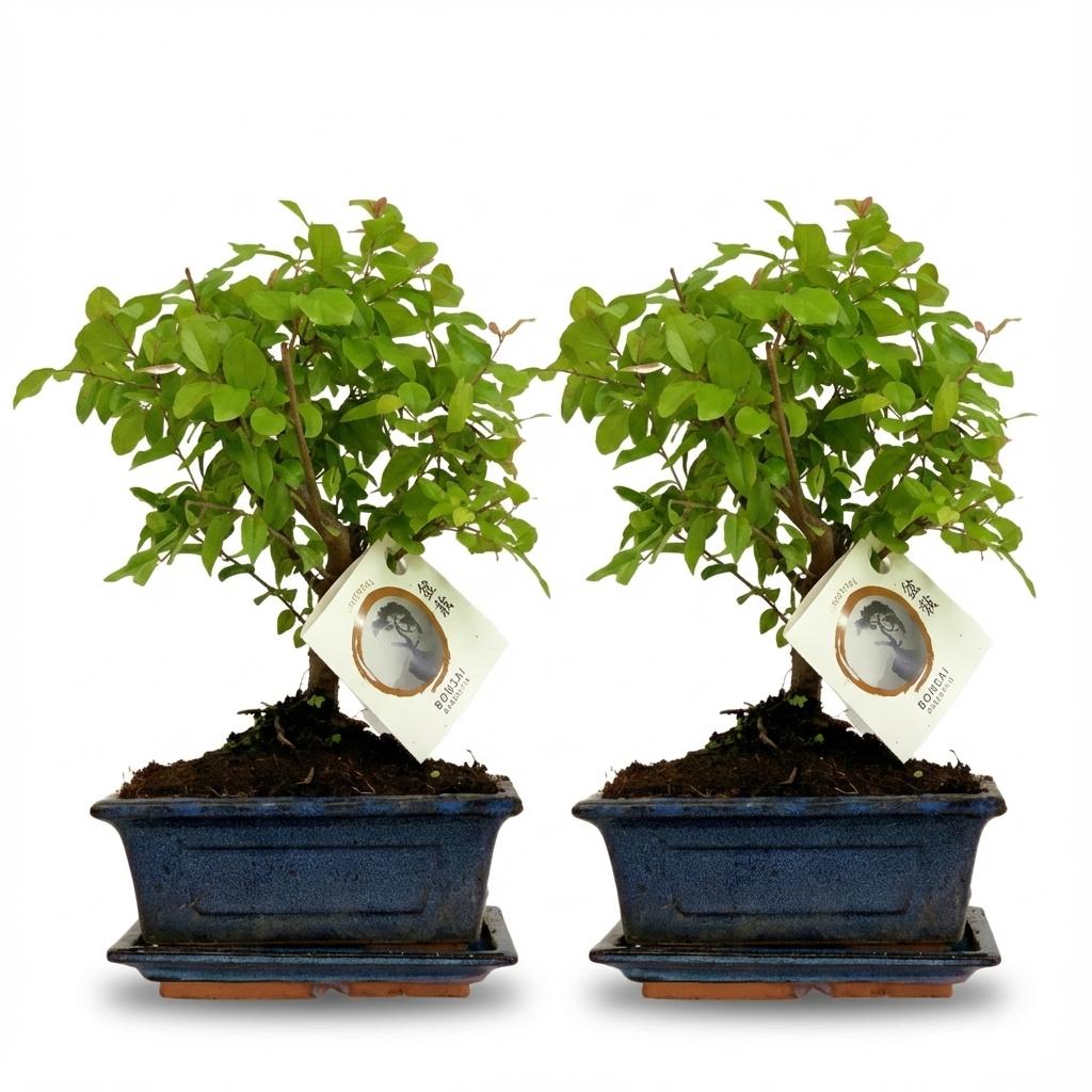 2× Plantenmix – 25–30 cm hoog