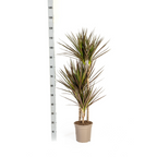 Dracaena marginata Magenta (arbre dragonnier) – Ø21 cm, 110–130 cm de haut