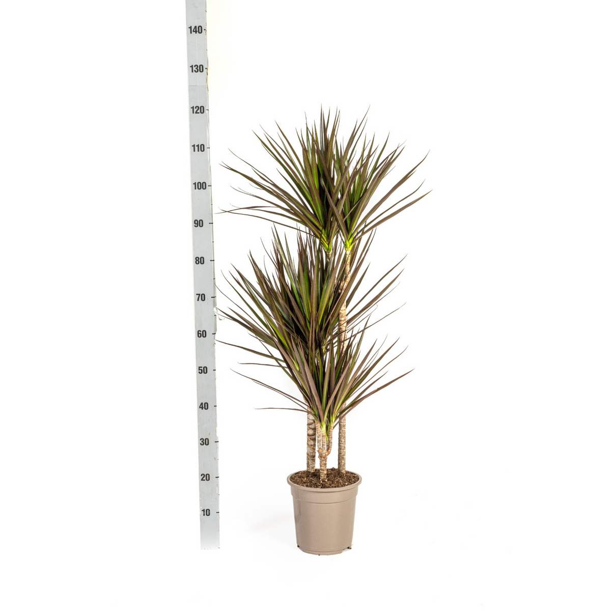 Dracaena marginata Magenta (drakenboom) – Ø21 cm, 110–130 cm hoog