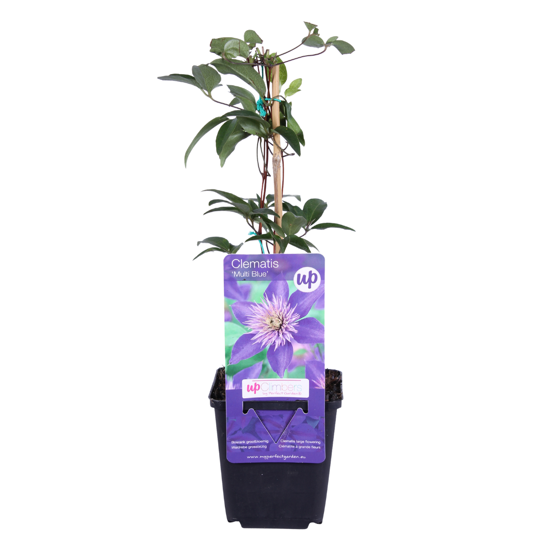 Clematis 'Multi Blue' (bosrank) – 6 planten