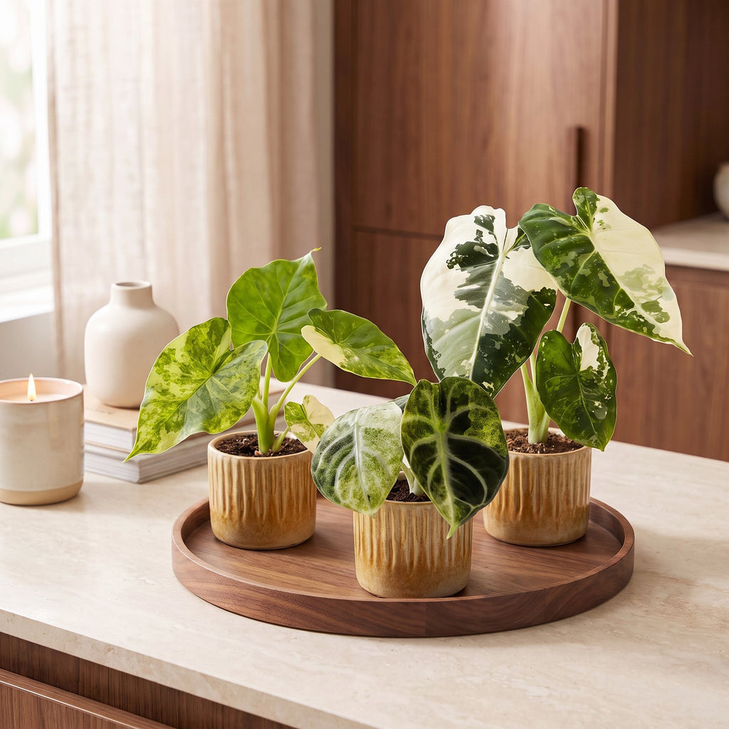 3× Baby Alocasia Tricolour Variegata (elephant ear) incl. Linnea Honey – Ø6 cm, 5–15 cm tall – photo 3