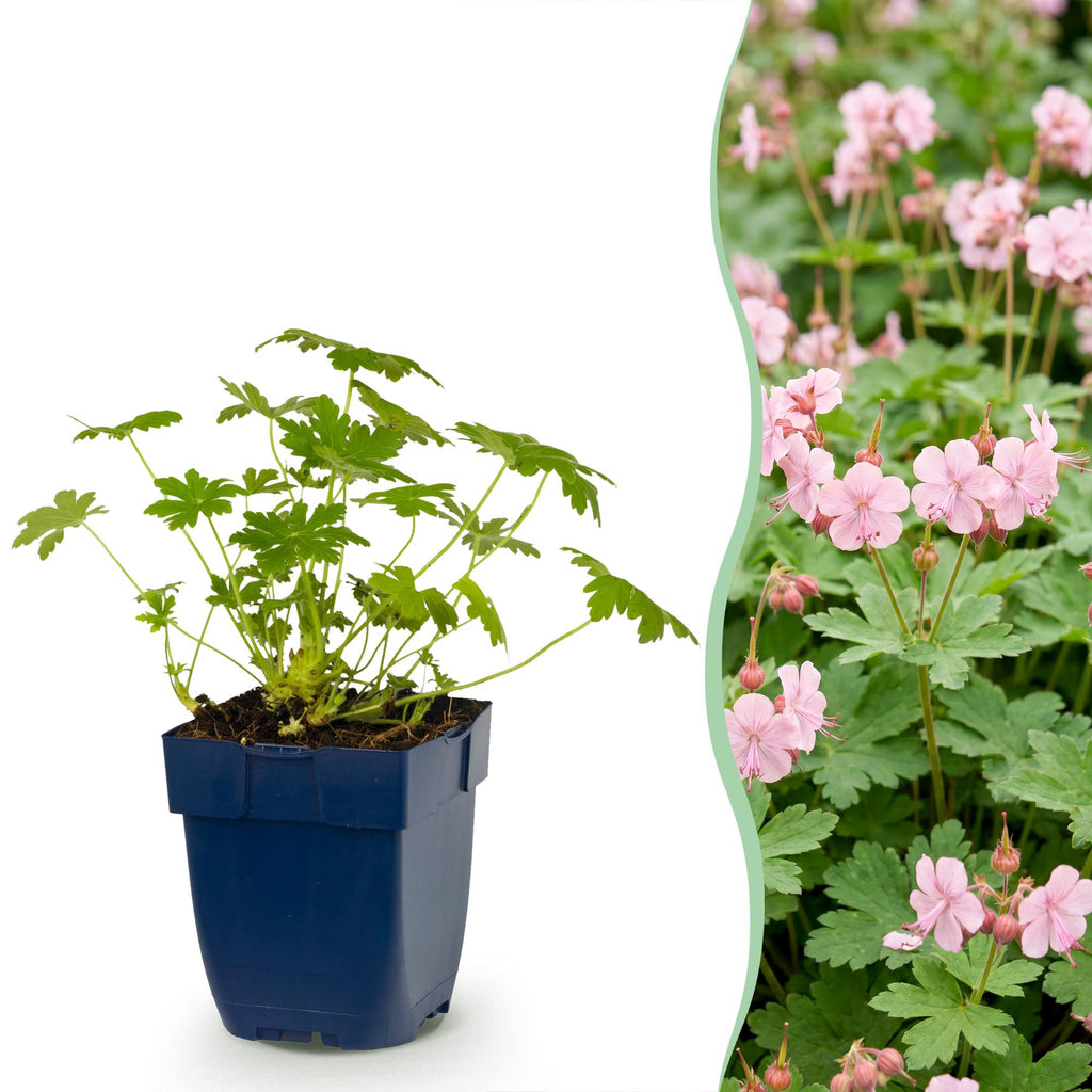 Geranium macrorrhizum 'Ingwersen’s Variety' (Riesen-Storkenblume) – hellrosa – 12 Pflanzen, Ø11 cm, 15–25 cm hoch
