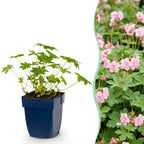 Geranium macrorrhizum 'Ingwersen’s Variety' (Riesen-Storkenblume) – hellrosa – 12 Pflanzen, Ø11 cm, 15–25 cm hoch