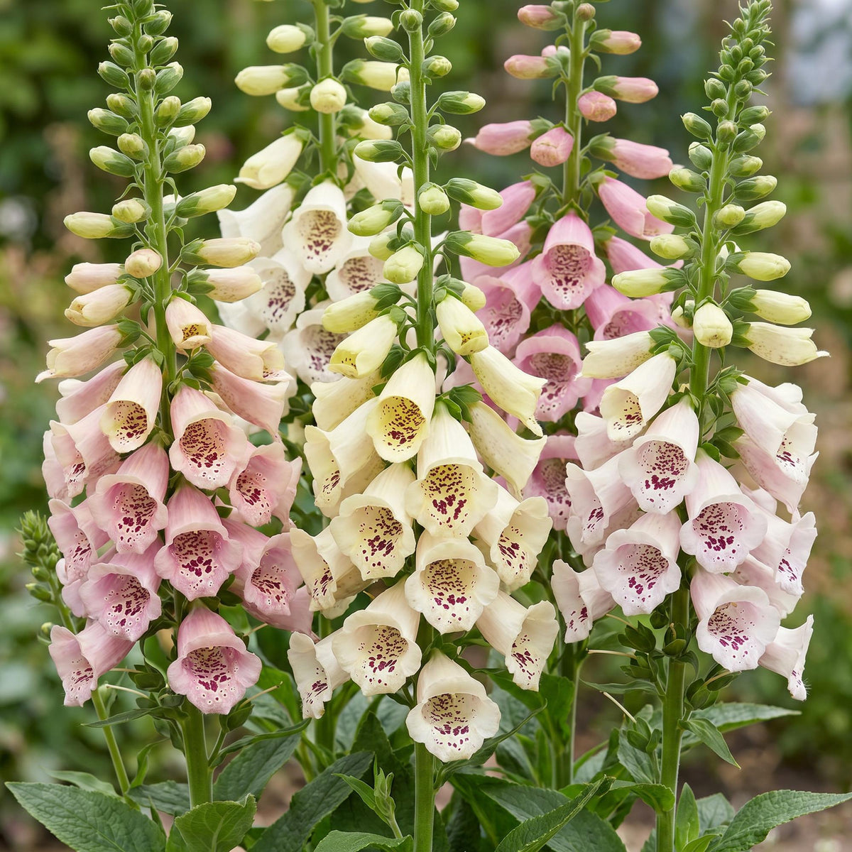 Digitalis purp. 'Gloxiniiflora' (Fingerhut) – rosa-weiß – 24 Pflanzen, Ø11 cm, 15–25 cm hoch – Bild 5