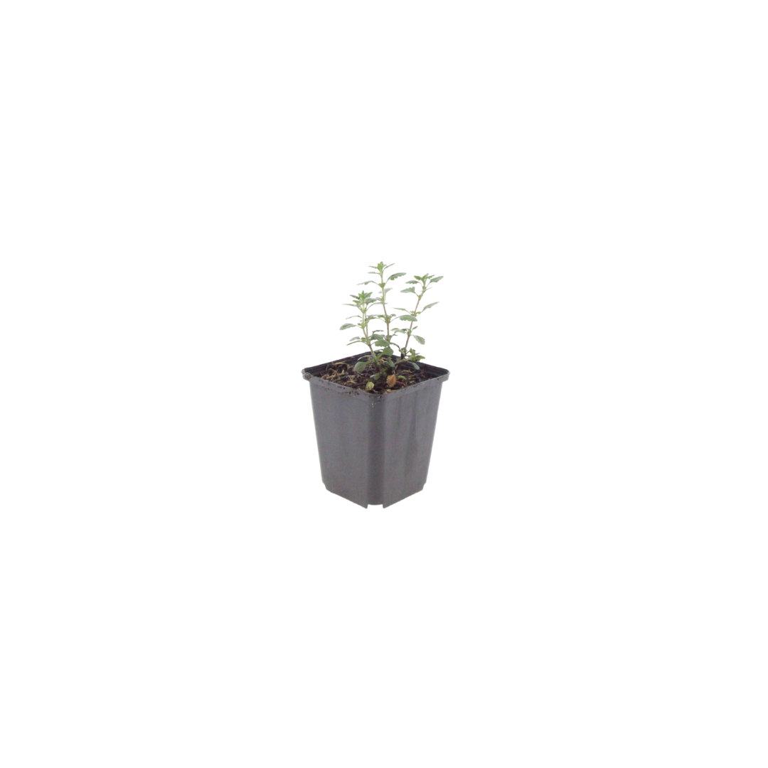 Teucrium lucidrys (Glanz-Gamander) – 24 Pflanzen, Ø 9 cm, 10–25 cm hoch – Bild 2
