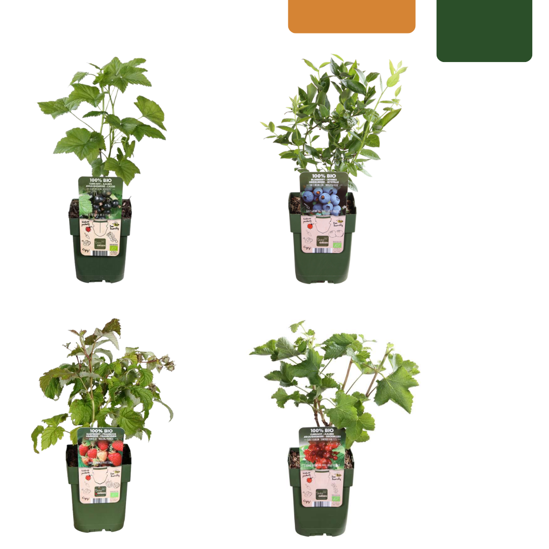 Fruitplantenset "Vruchtenparadijs" biologisch – 4 planten, 20 cm hoog