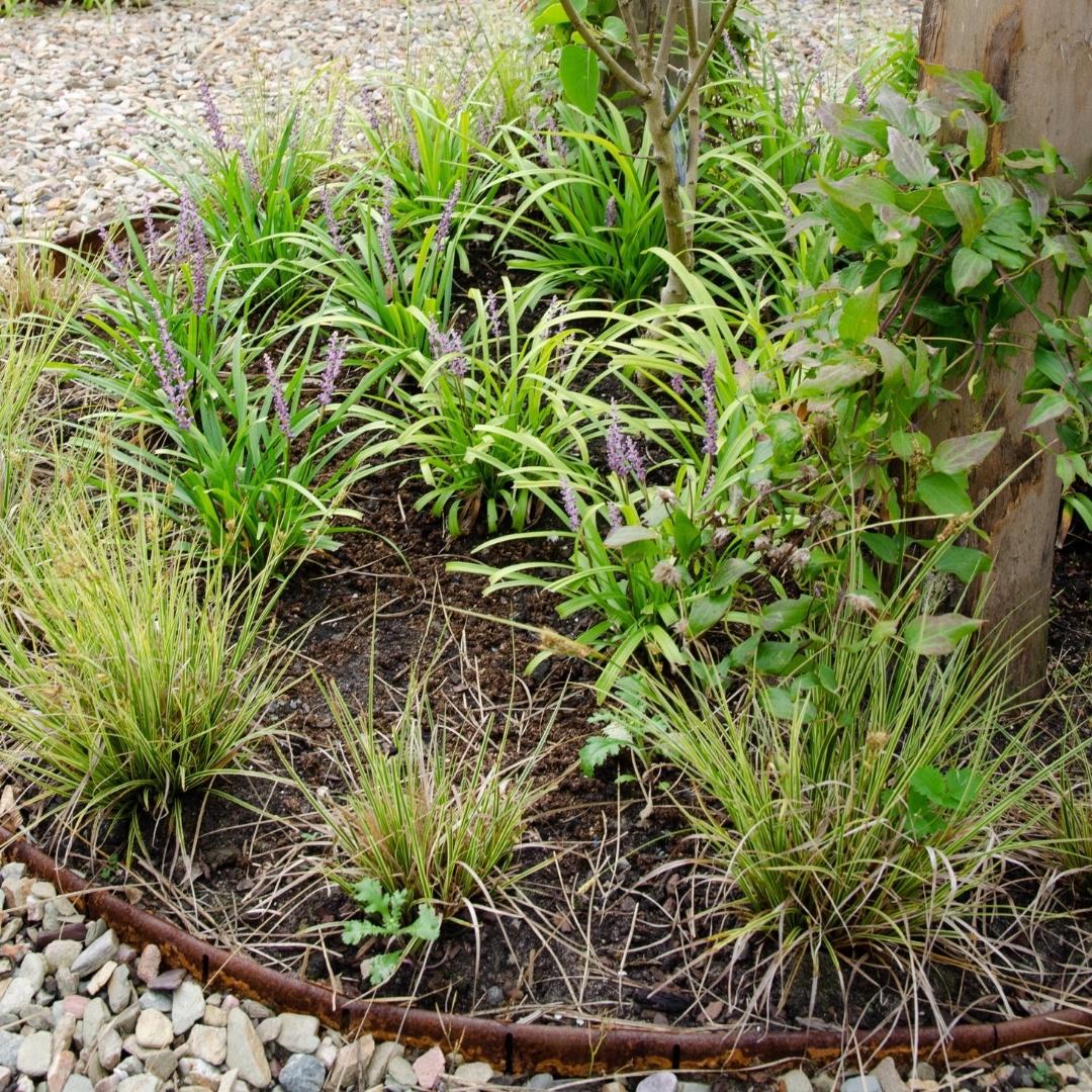 Carex brunnea variegata (Segge) – 6 Pflanzen, Ø14 cm, 25 cm hoch – Bild 2