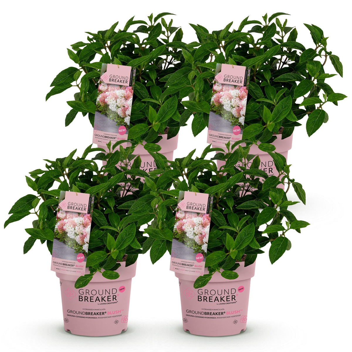 Hydrangea panniculata 'Groundbreaker Blush' (pluimhortensia) – roze – 4 planten, Ø14 cm, 20–25 cm hoog